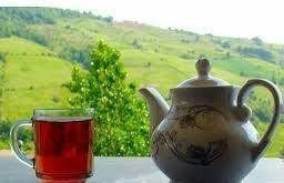 چای شمال ایران