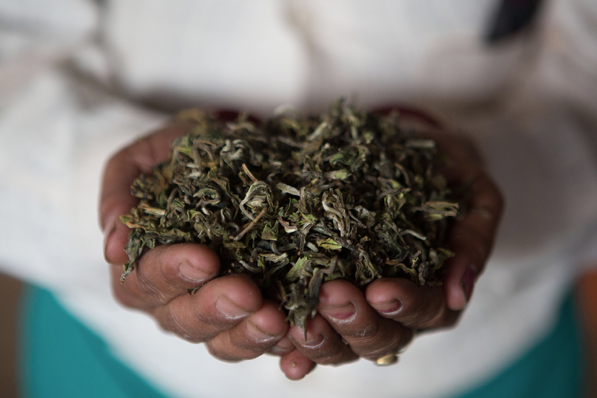 فروش بهترین چای سبز ایرانی