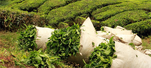صادرات چای سیاه لاهیجان
