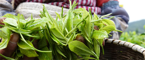 خرید بهترین چای سبز چین اول بهار