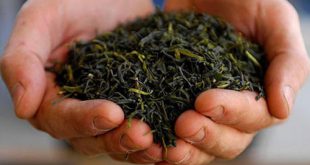صادرات چای ایرانی به افغانستان