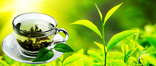 چای سبز بهاره