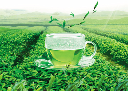 قیمت چای سبز