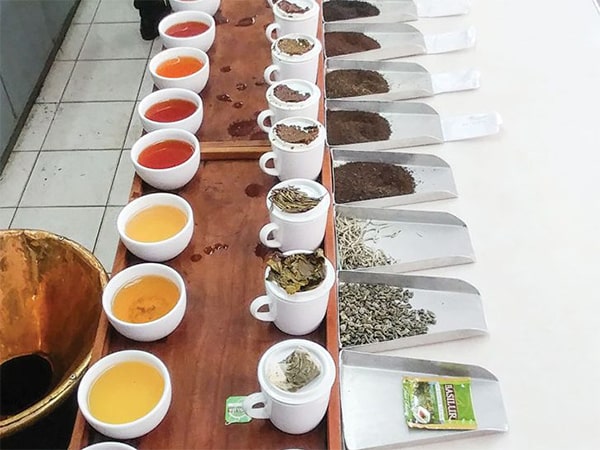 خرید بهترین انواع چای سبز ایرانی